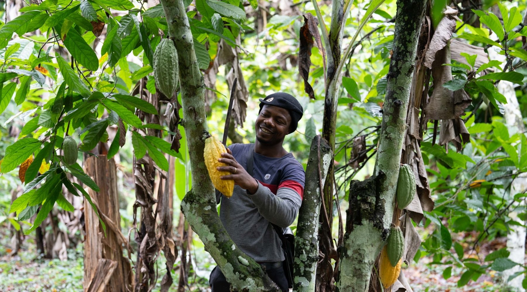 a cocoa farmer harvests cocoa pods from a cocoa tree.