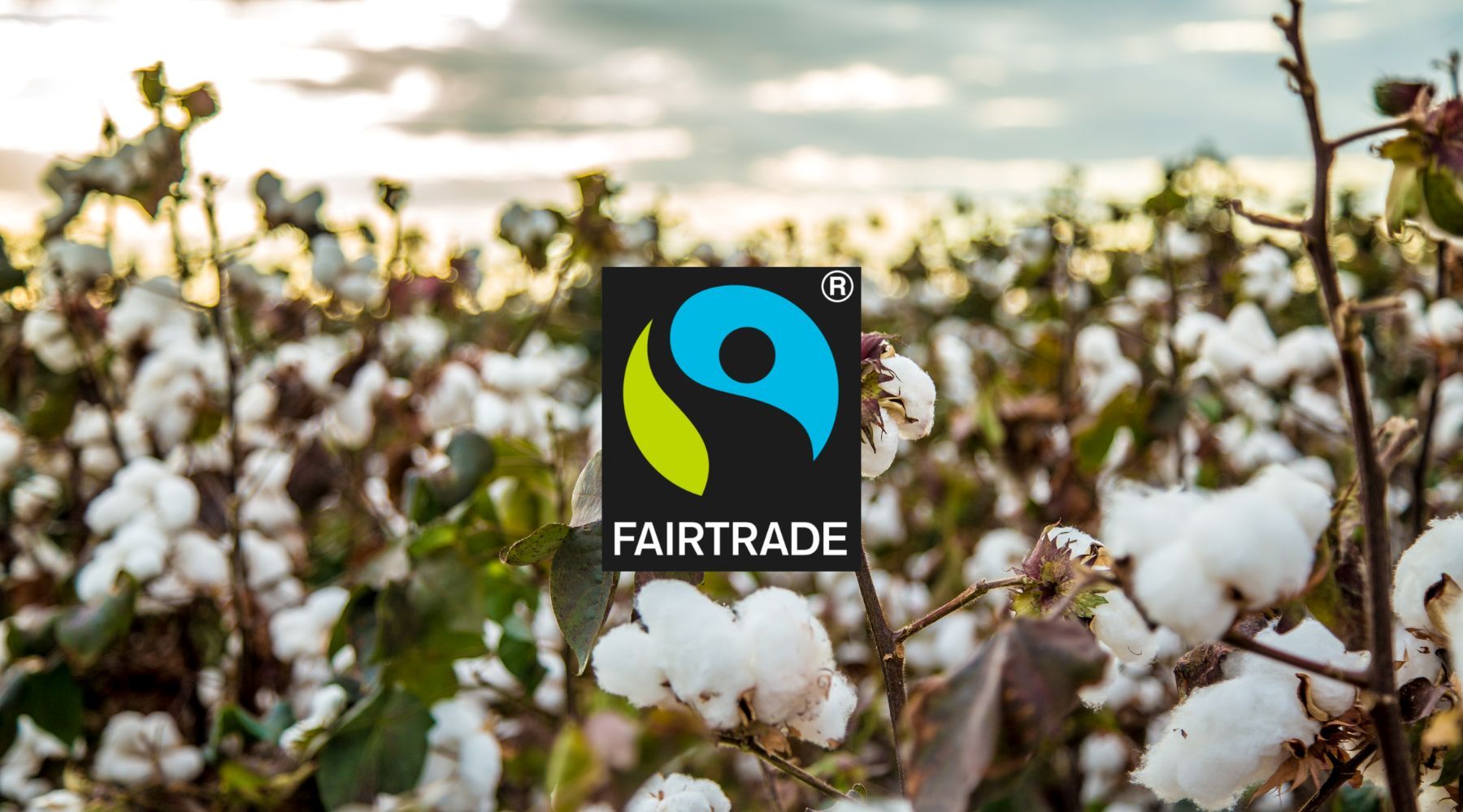 Blog Banner - The Fairtrade Logo in the centre against a photographic backdrop of a cotton field