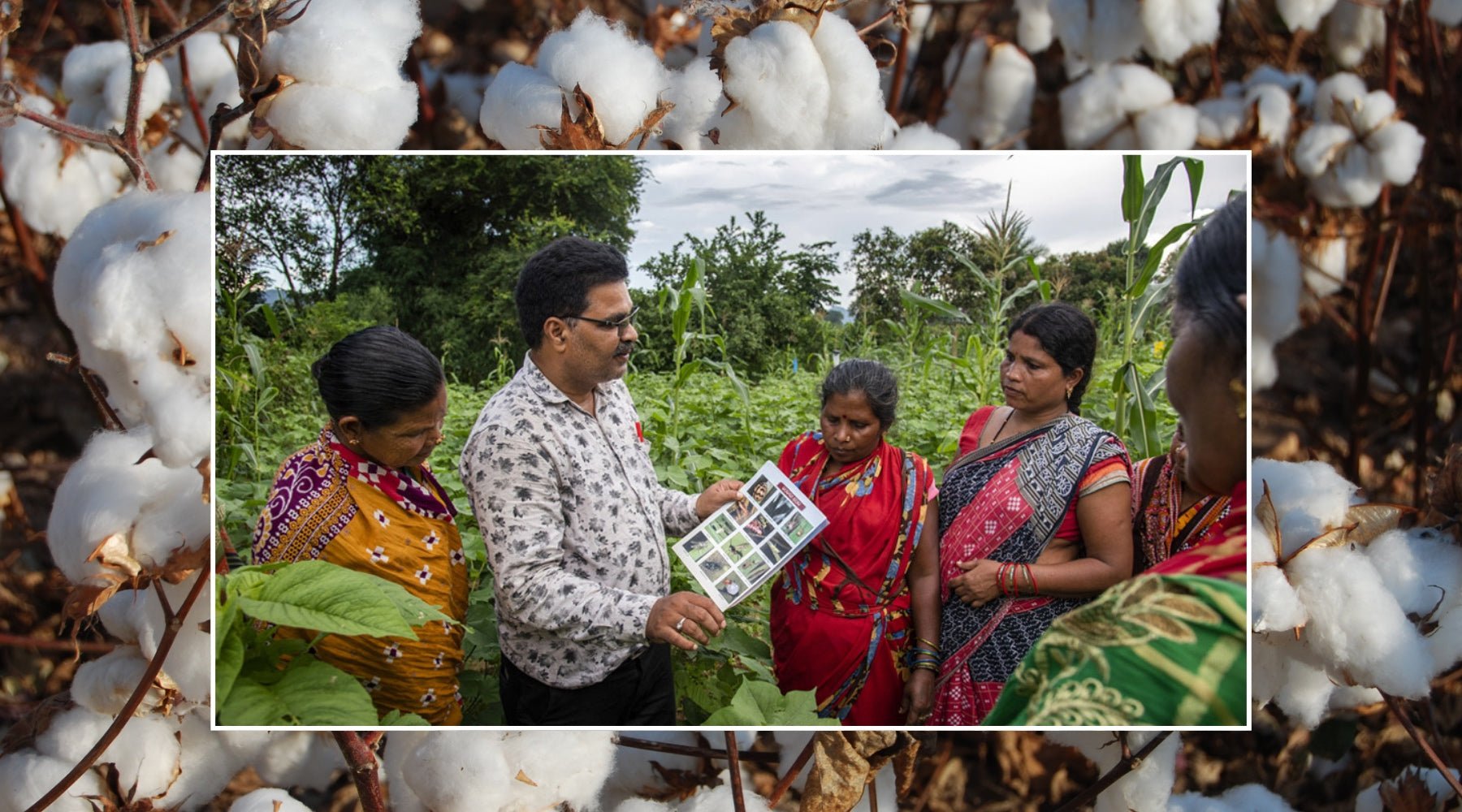 What Is Organic Cotton? And Is It Actually Any Better than Conventional Cotton? - Y.O.U underwear