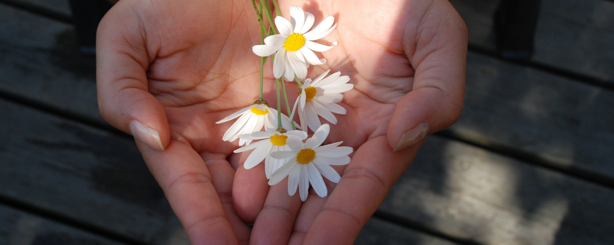A hand holding daisys