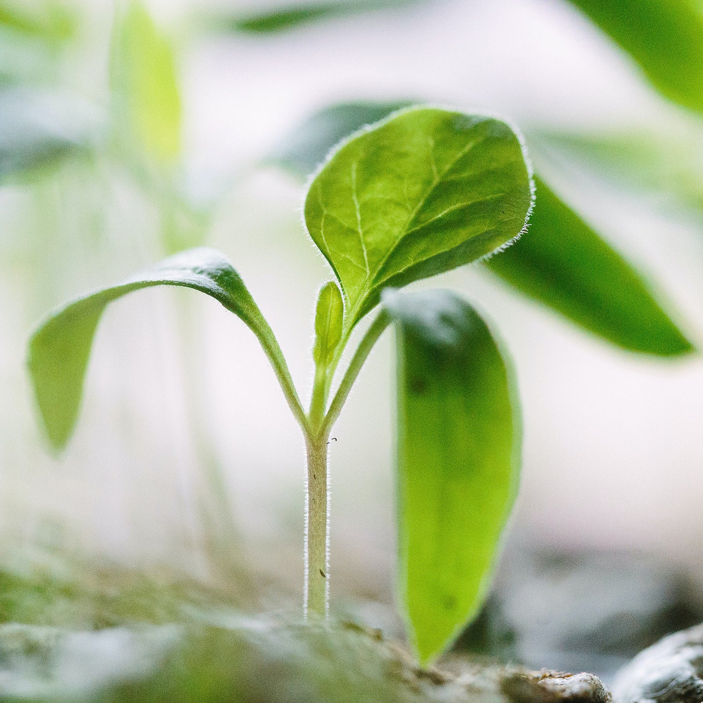 Plant a Tree!