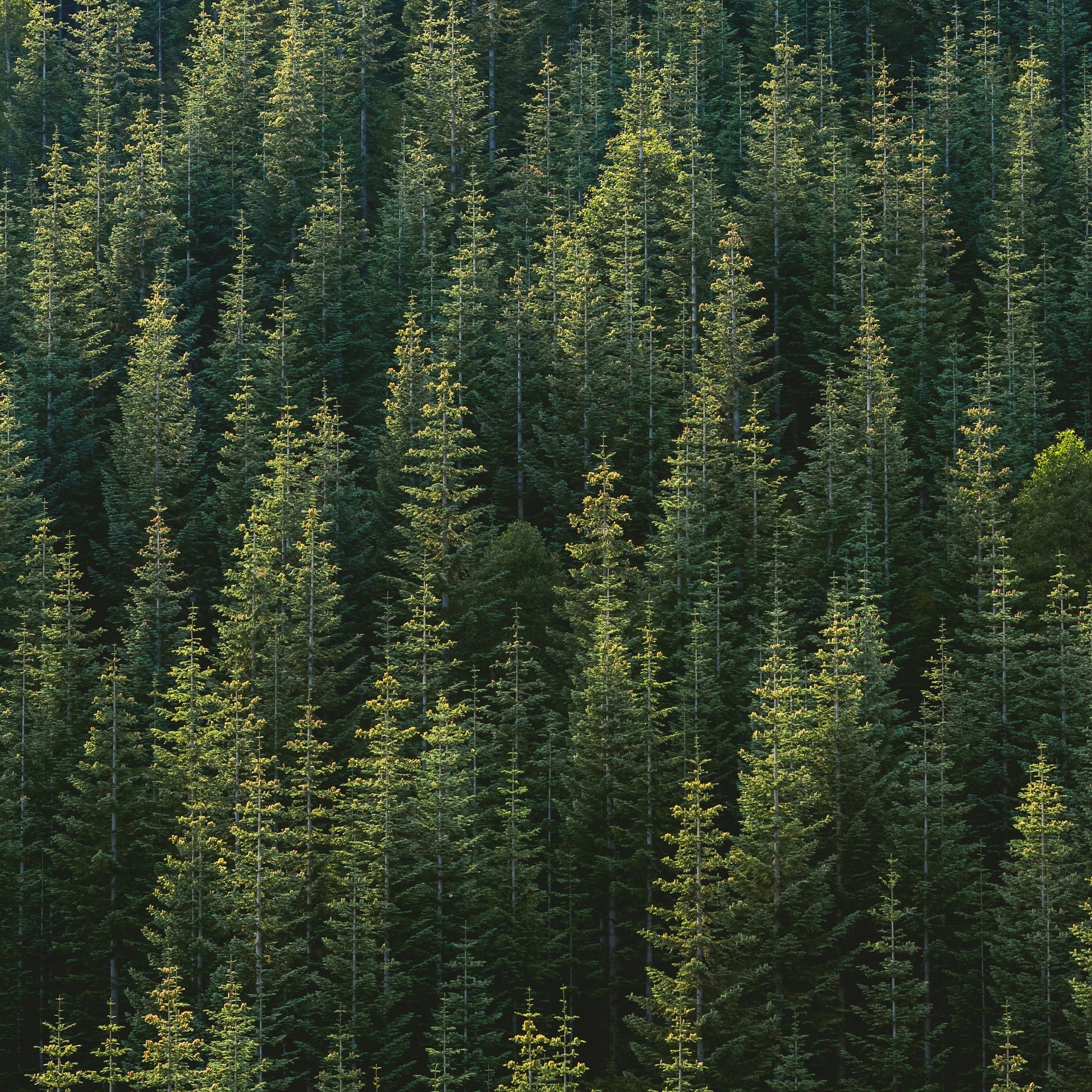 Plant a Tree! - Y.O.U underwear