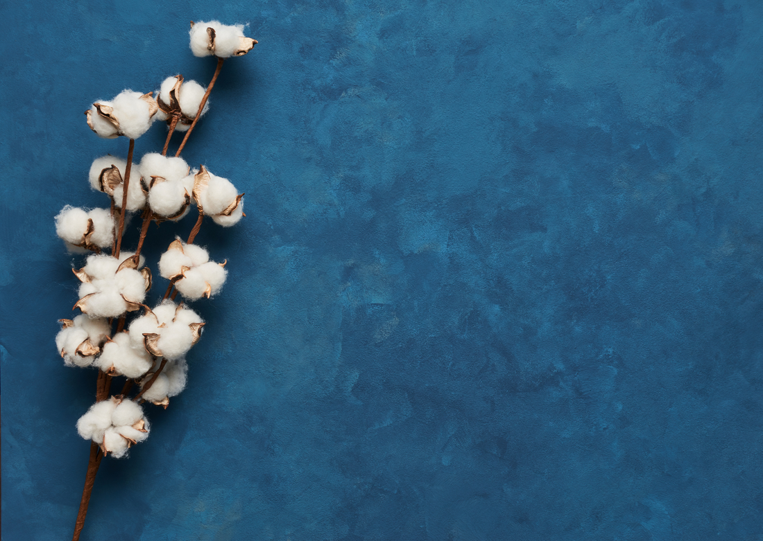 5 Reasons To Buy Organic Cotton Underwear