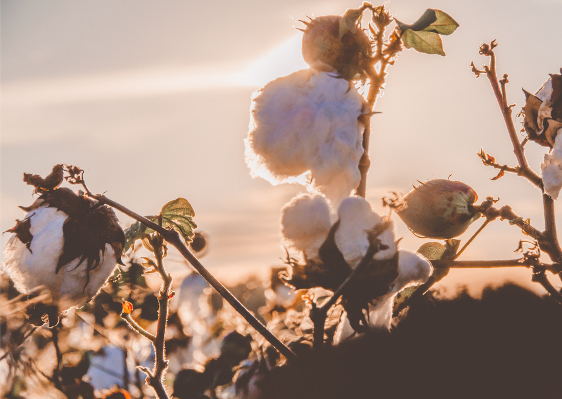 How Does Organic Cotton use Less Water?