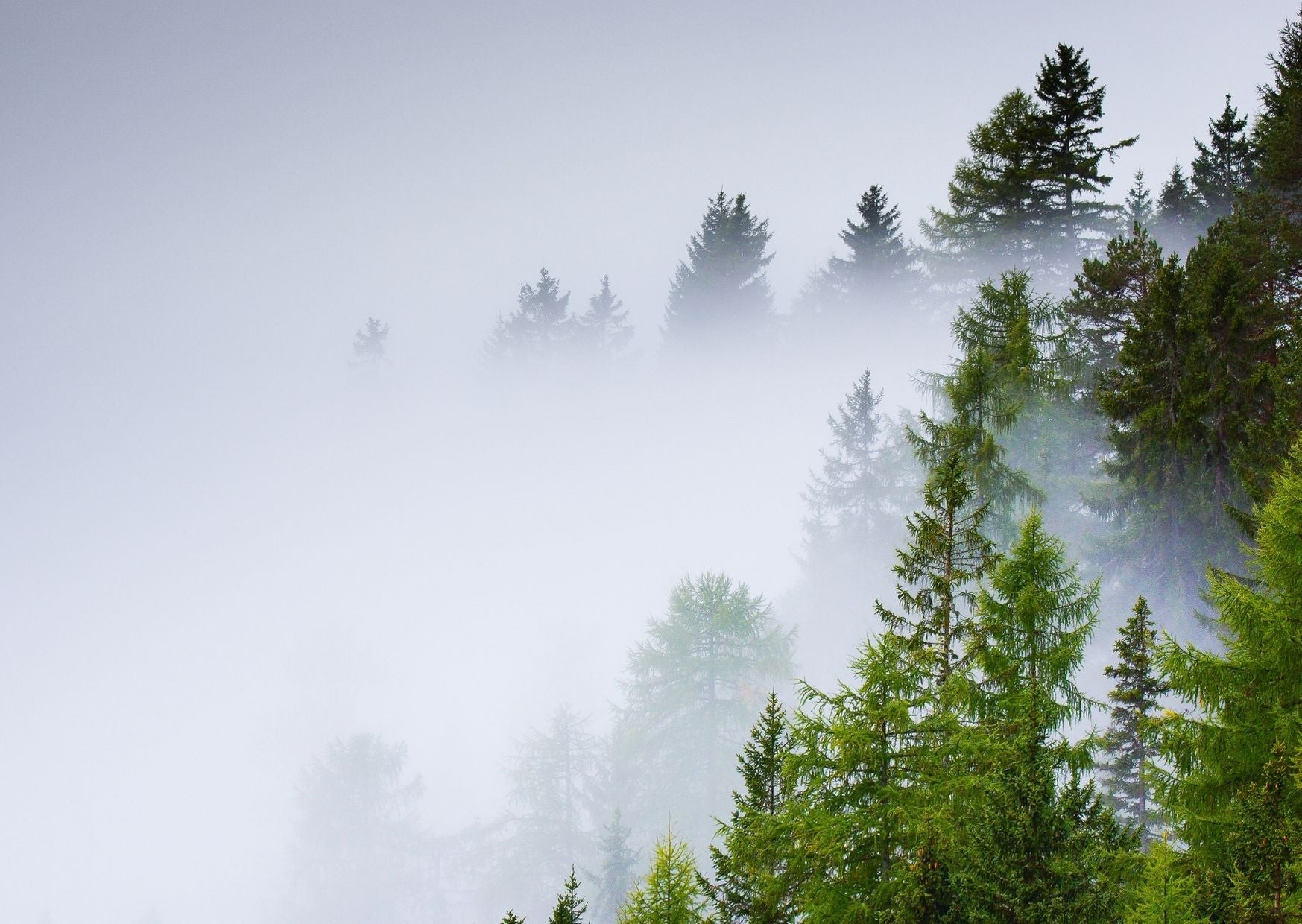 On the right of the image, there's green trees appearing through a blue-grey smoke