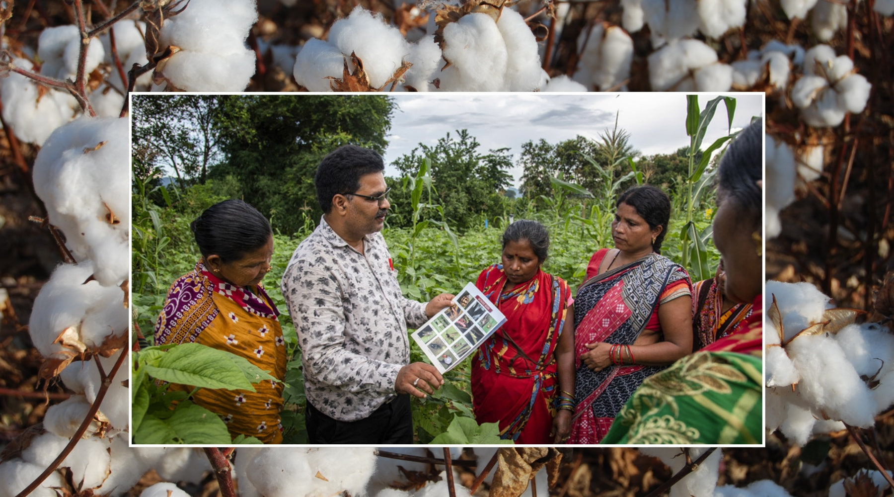a man holding paperwork talks to three women wearing colourful sarees standing in a field. a photo of cotton plants is in the background.