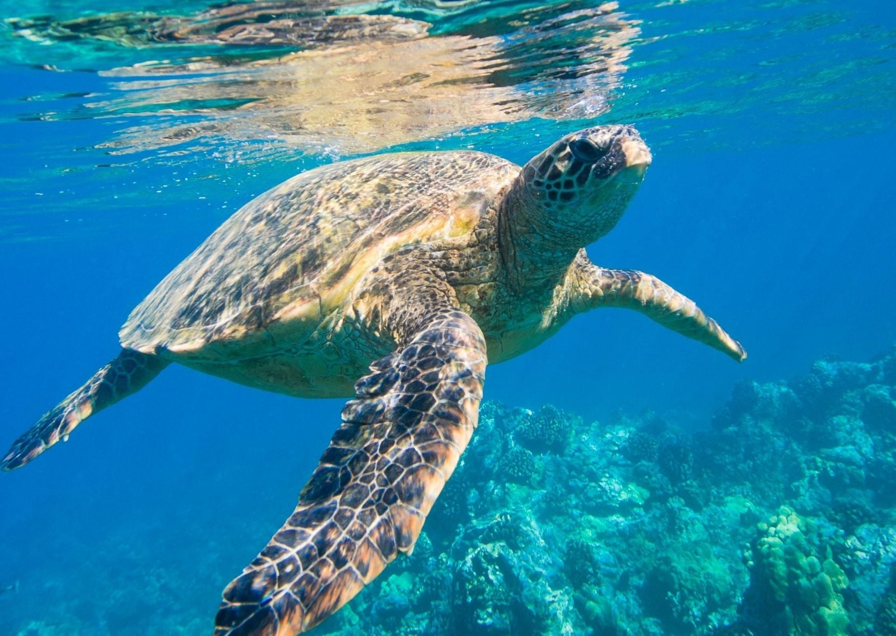 Turtle swimming in the sea, with a coral reef behind it