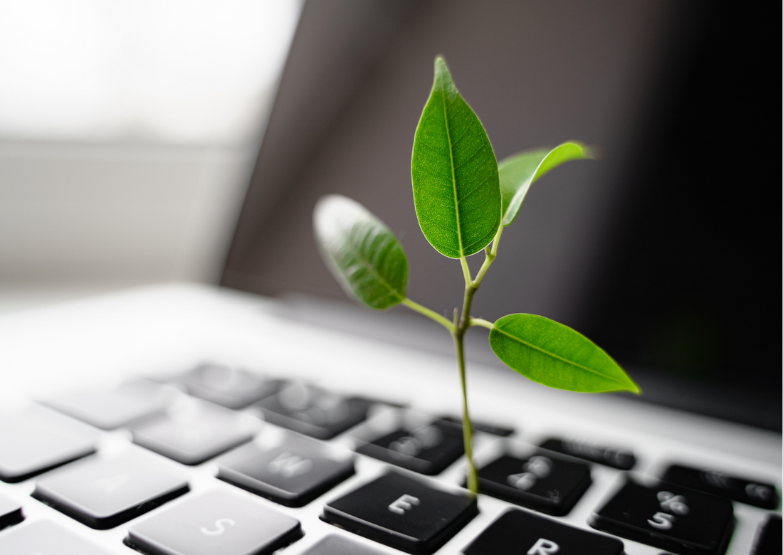 A green sapling growing out of a laptop keyboard