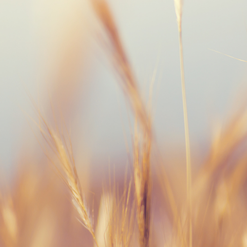 Some wheat fields