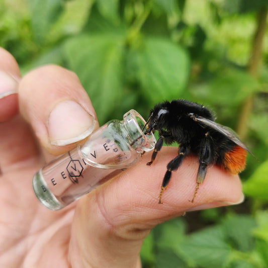 Bee Revival Keyring Kits