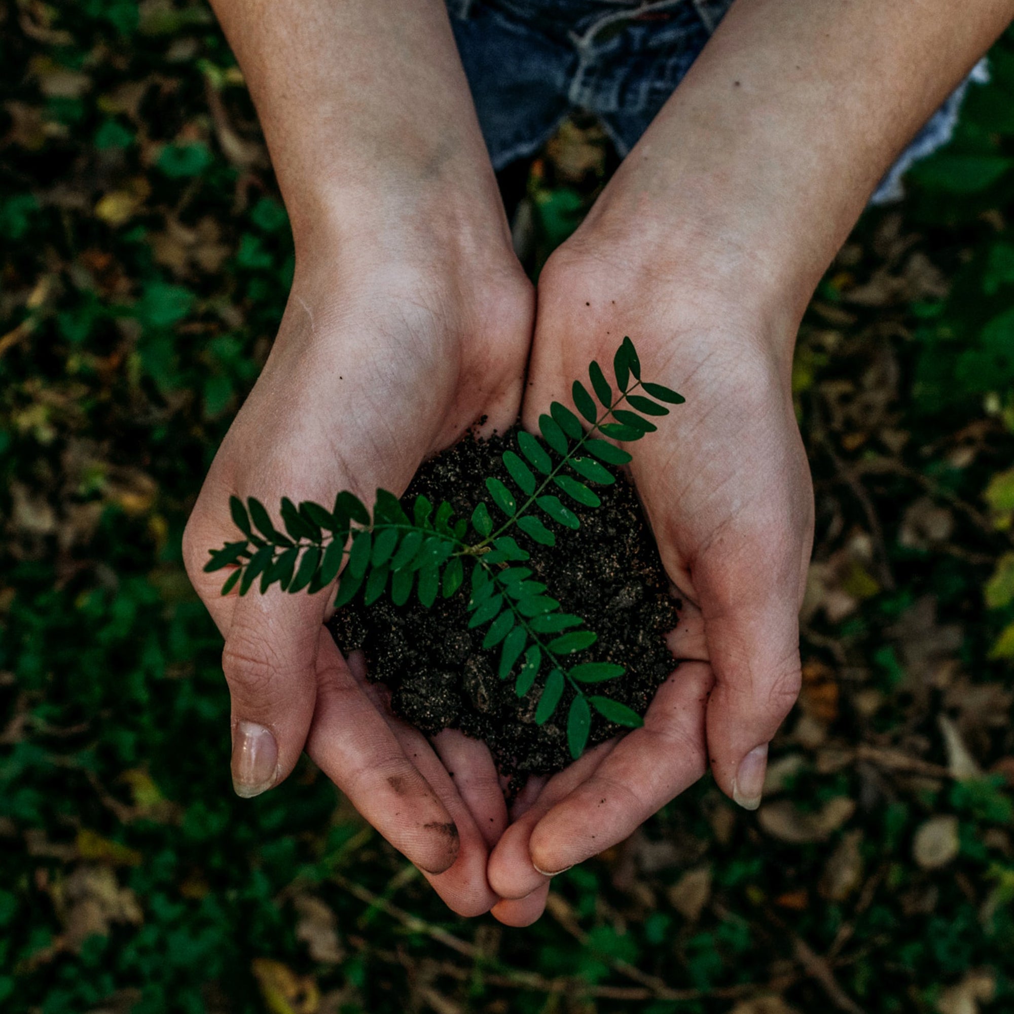 Plant a Tree!